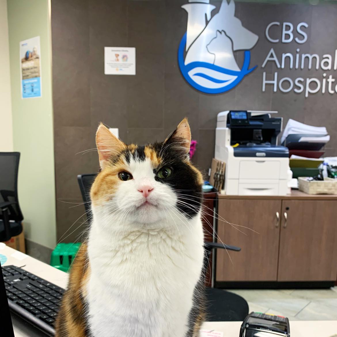 Gloria | CBS Animal Hospital